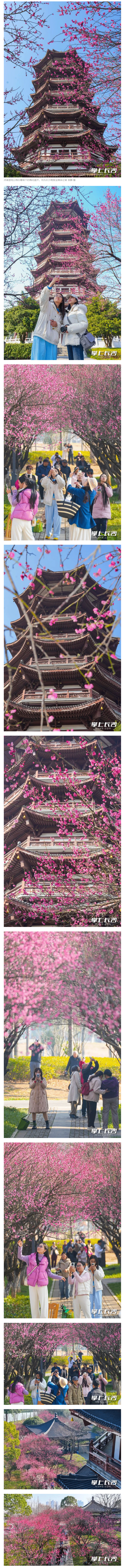 洋湖近水花先发.png