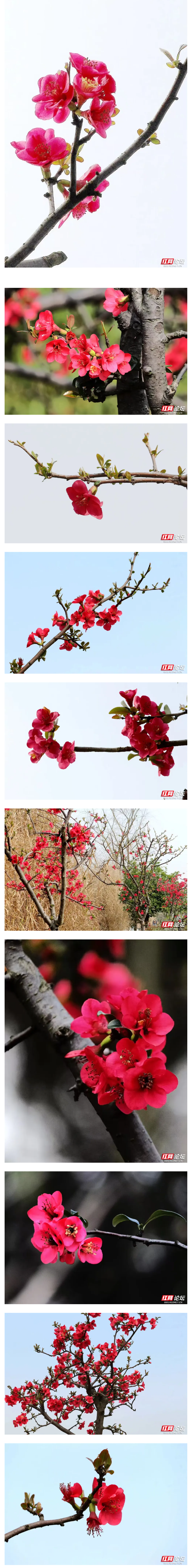 春到西湖，粉云坠枝头-2.png